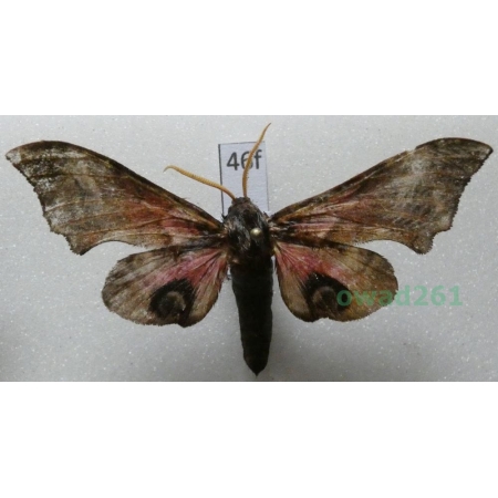 Smerinthus ocellata (Linnaeus, 1758) Poland46f